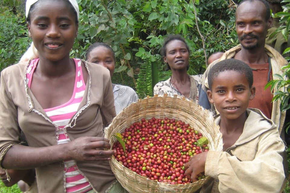Coffee is largely produced by subsistence farming, and depends on low-paid farmers to harvest it