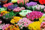 thumbnail: A flower market in Amsterdam