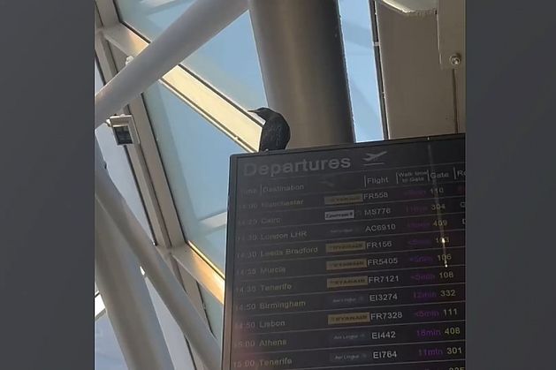 Un oiseau piégé dans le terminal de l'aéroport de Dublin « erre dans la confusion pendant plus de 40 jours » car son élimination « n'est pas une tâche facile »