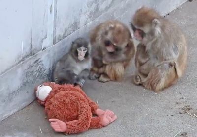 Punch, the baby monkey with a plushy 'mother', has found a new family |  Irish Independent