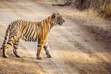 thumbnail: Wildlife: Bengali tigers are the jackpot.