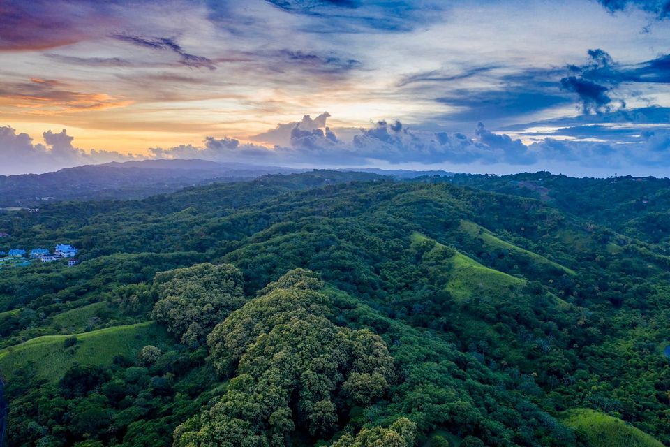 Tobago’s rainforest