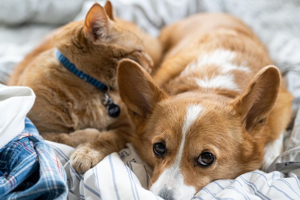Cats and dogs could be passing on superbugs to their owners