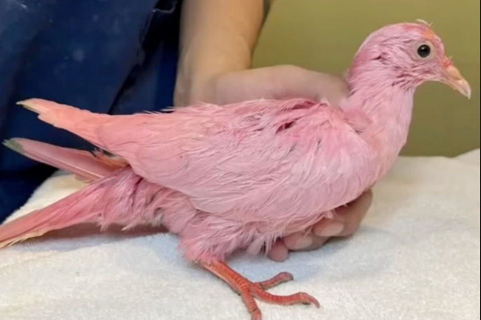 A pigeon dyed entirely pink was rescued by an animal sanctuary.