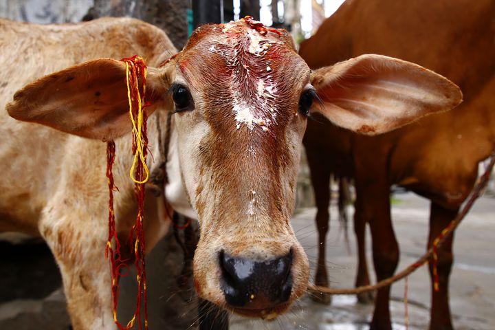 ‘True believers will have no problem consuming it’ – Indian holy temple pilgrims required to drink cow urine