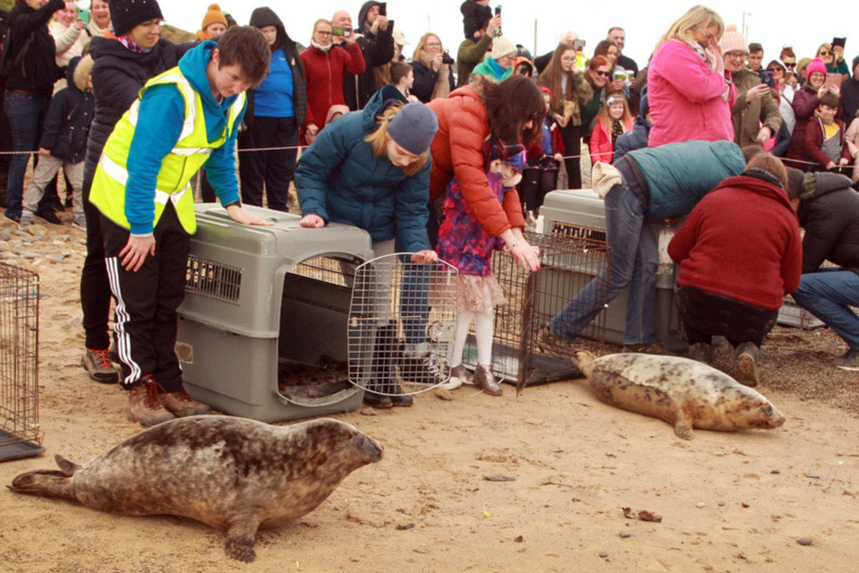 A successful seal release earlier this year - the recent 117km Seal Stride raised funds to help Seal Rescue Ireland continue its work