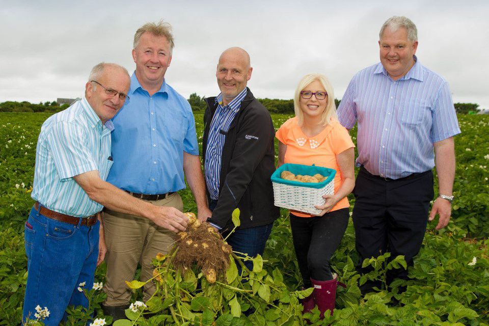 New Potatoes - Nutritional Information - What's In Season- Bord Bia