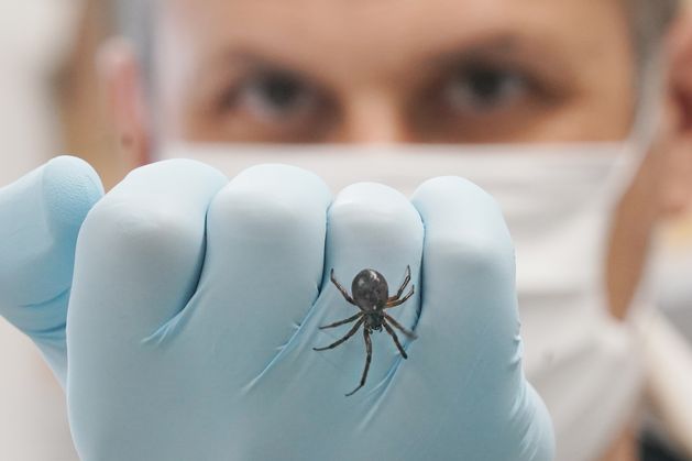 Venomous ‘noble false widows’ now make up a third of spiders found in Irish towns