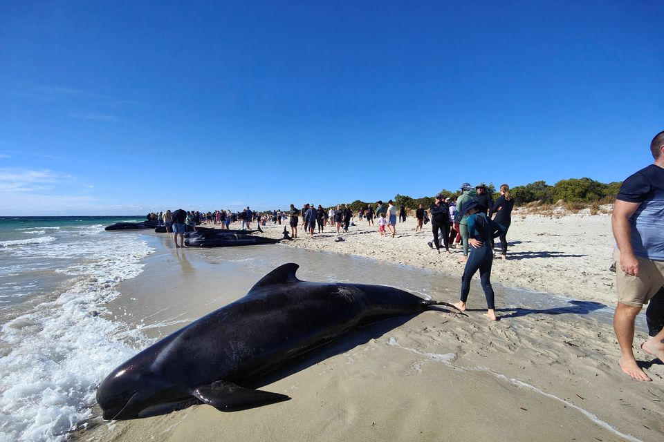 People walk near whales stranded on a beach at Toby's Inlet, Dunsborough, Australia, April 25, 2024. Dunsborough and Busselton Wildlife Care/Handout via REUTERS