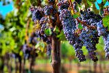 thumbnail: Merlot Grapes in a vineyard. Photo: Deposit