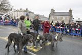 thumbnail: Tara Blake with Quinn, Joanna Kelly with Ruridh, Kevin Osborne with Brod and Nichola with Maeve all Irish Wolfhounds taking part in the St. Patrick's Day Parade in Blessington