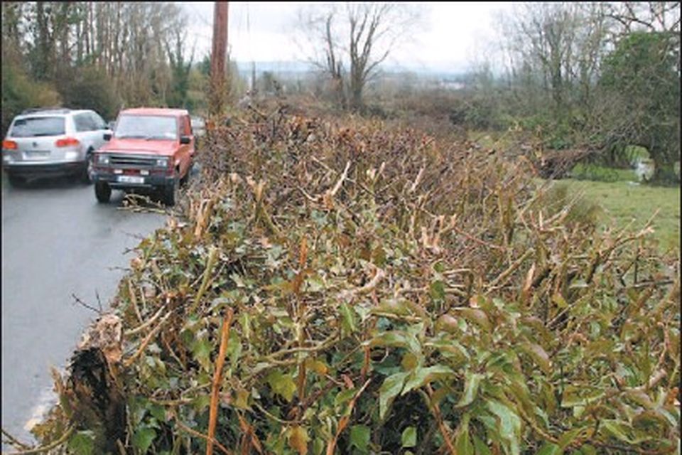 Hedges suffer death by a thousand cuts Independent.ie