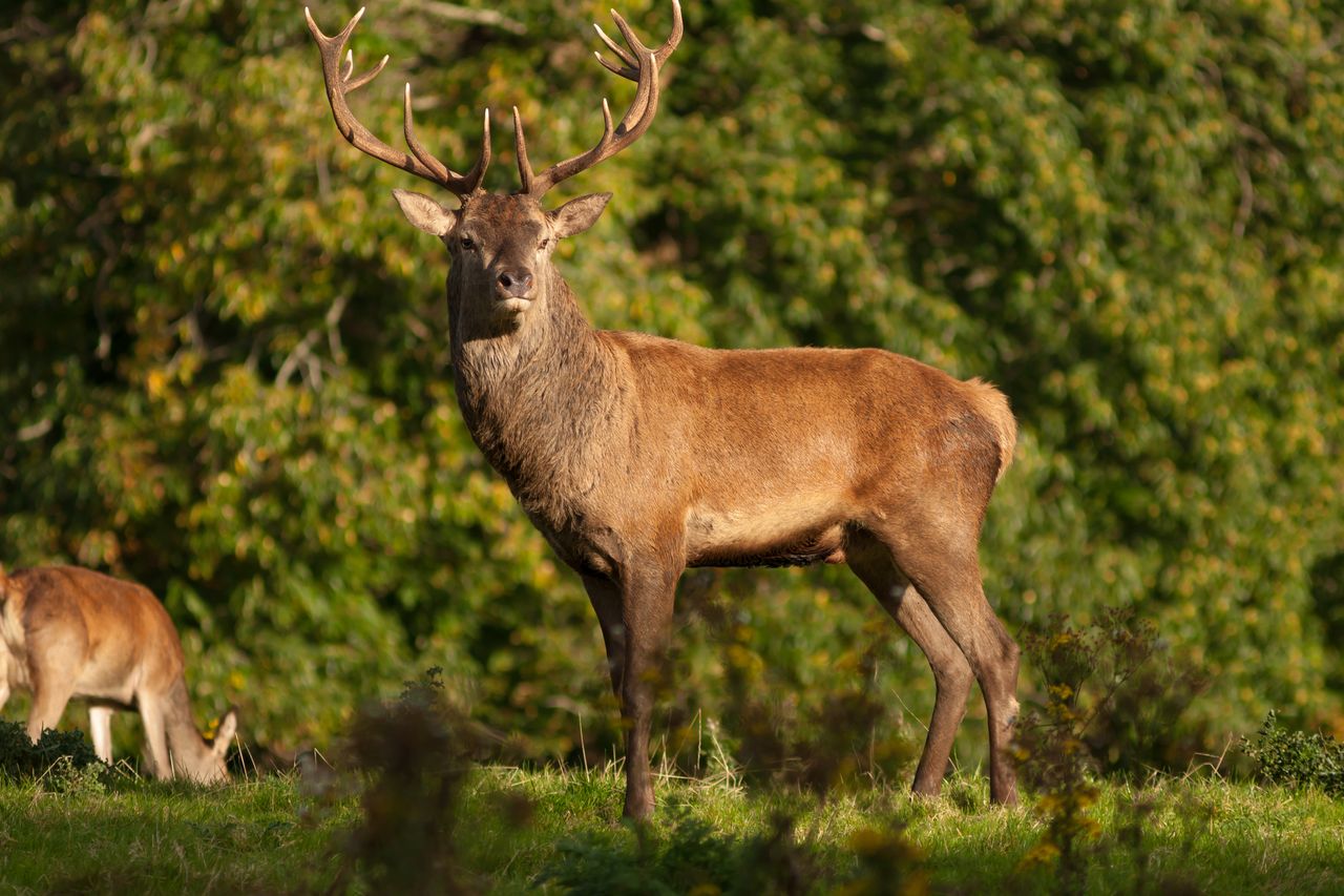 Deer and rhododendron are the biggest challenges Irish native woodland ...