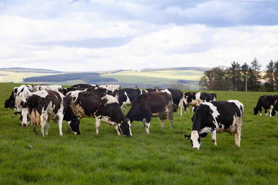 A free online trading platform for farmers called ‘Buy & Sell’ has been launched by Herdwatch. Photo: Owen Breslin