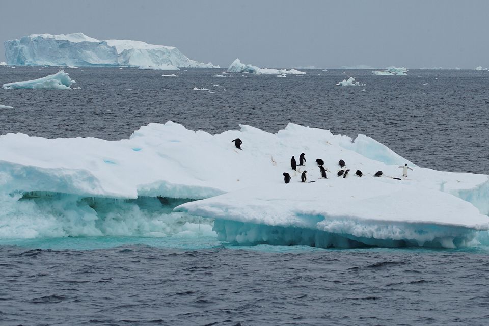 Penguins on an iceberg as scientists investigate the impact of climate change on Antarctica. Photo: Reuters