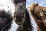 thumbnail: Icelandic horses. PA Photo/Renato Granieri.