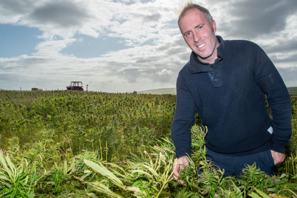 High finance: Declan Walsh grew two acres of cannabis on his farm outside Kilkee in west Clare this year. Photo:  Natasha Barton