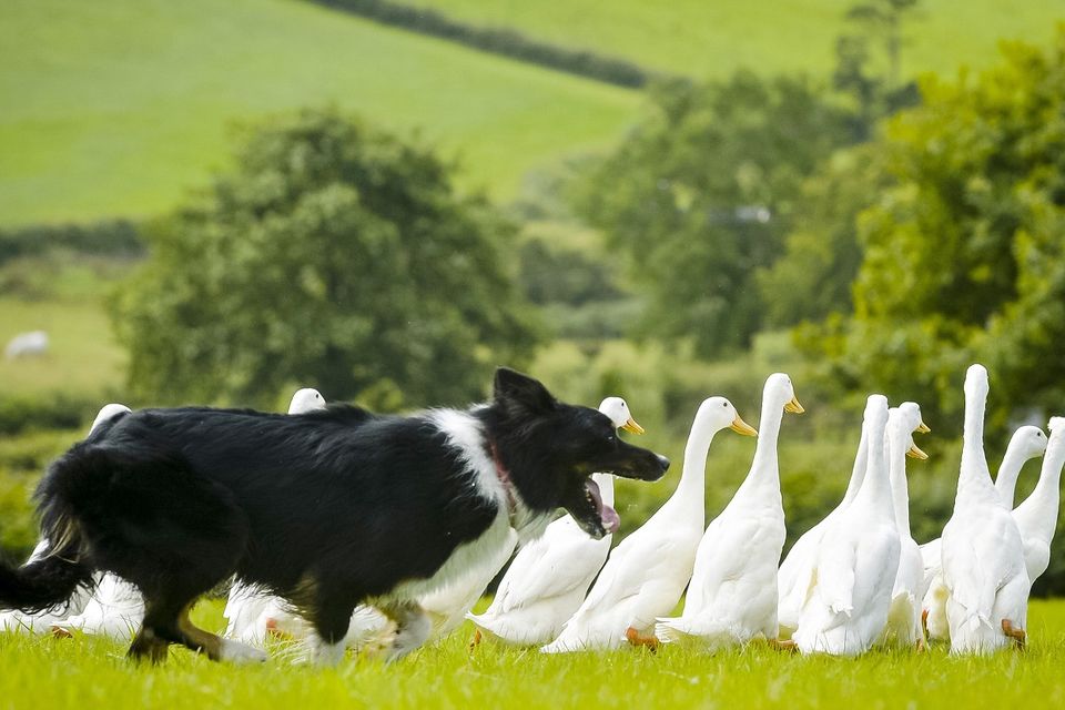 Sam, a border collie sheepdog, herds a flock of Indian runner ducks