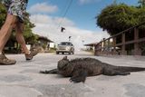 thumbnail: A marine iguana crossing the road on Isabela Island. PA Photo/Sarah Marshall.