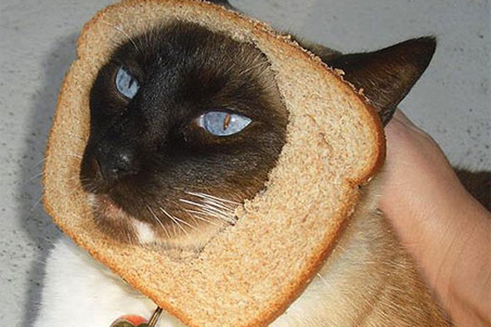 Cats with bread on hotsell their head