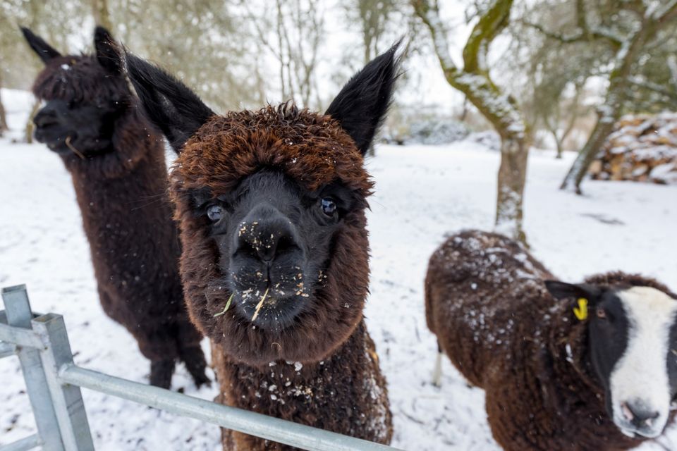 Alpacas and a Zwartable sheep at Suzanna Cramptons farm in Bennettsbridge, Co Kilkenny, after heavy snowfalls over night. Photo: Dylan Vaughan