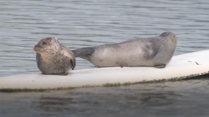 Statue would be ‘seal of approval’ for Dungarvan’s famous surfers