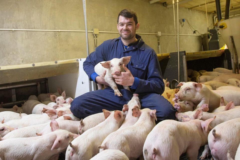 Pig farmers on the brink as pork price drops while input costs