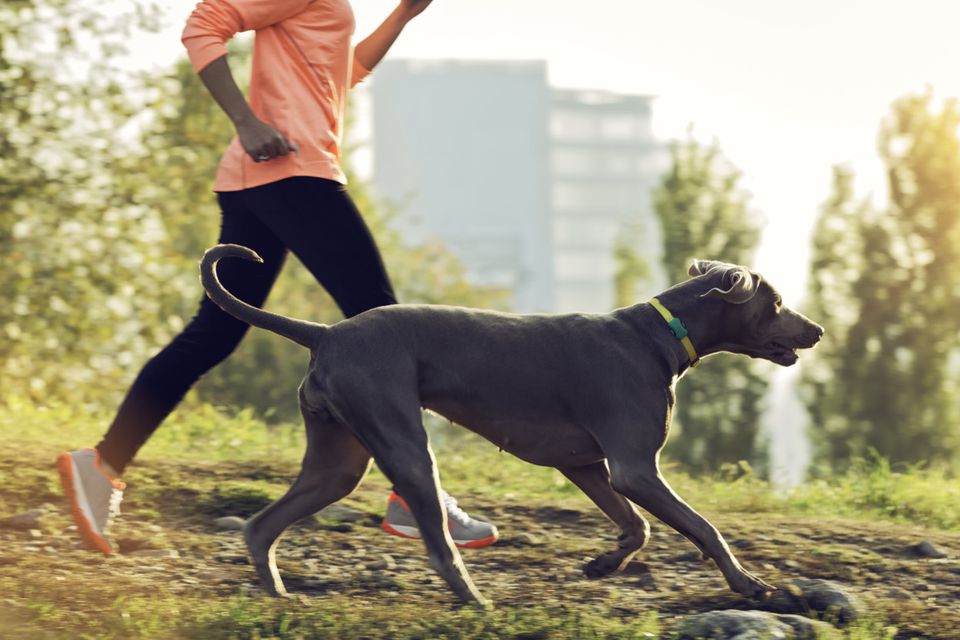 Fitbit for your clearance dog