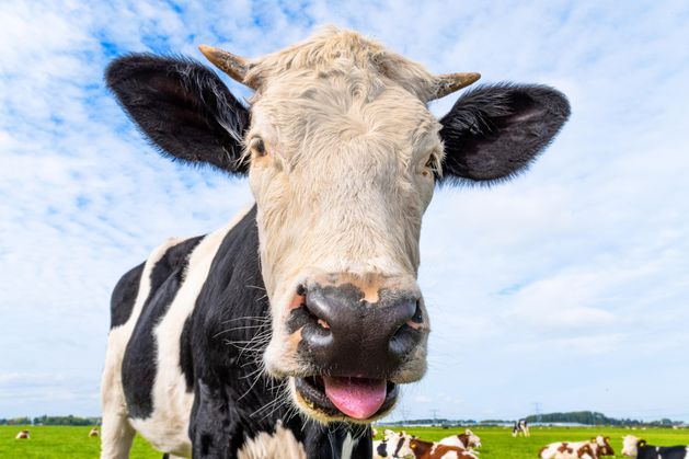 Letters: Those seeking distraction from daily news would do well to pick up ‘Farming’