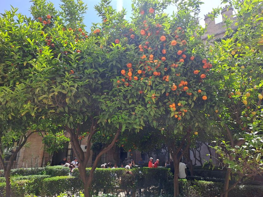 Valencia, where the oranges come from.