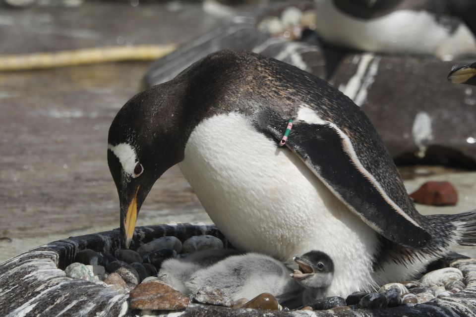 Gentoo penguin Muffin nurtures her newborn chick at Edinburgh Zoo (RZSS/PA)
