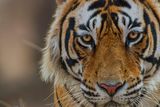 thumbnail: Tiger on Disney+