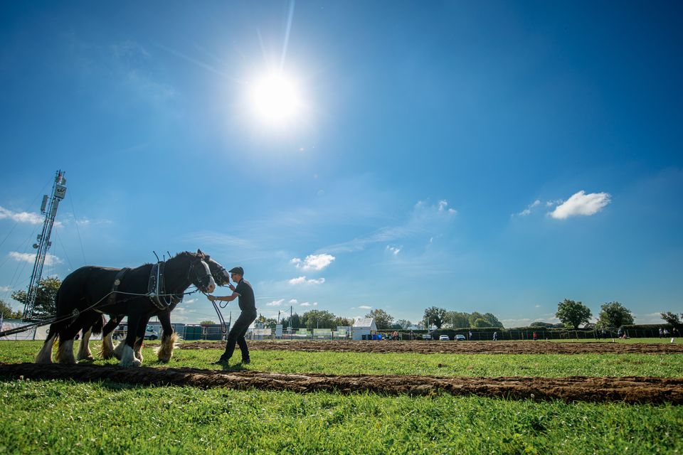 Jonathan Trant from Kerry ploughing on day two of  the National Ploughing Championships in Ratheniska. Pic: Mark Condren