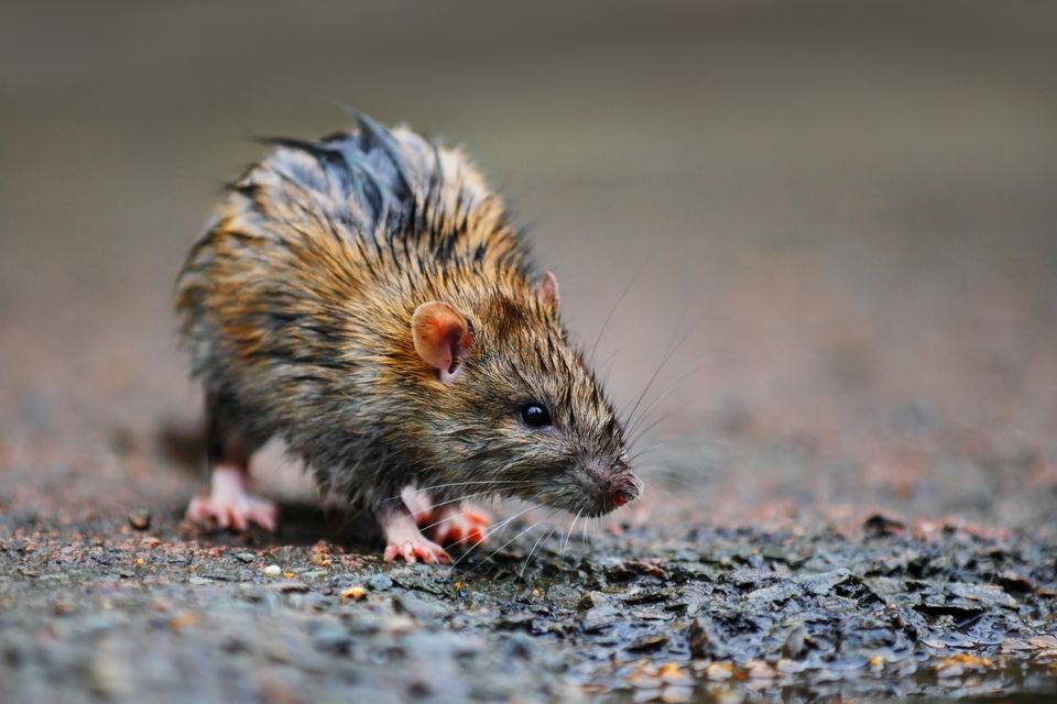 How To Get Rid Of Mice, Rats And Other Rodents – Forbes Home