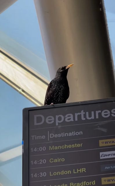 The starling is believed to have been trapped in Terminal One in Dublin Airport since March 8