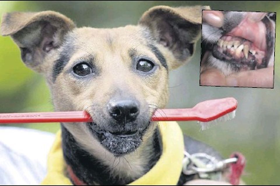 dog brushing own teeth