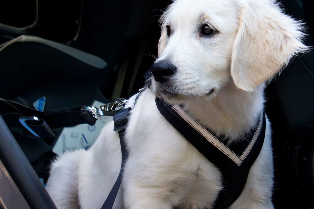 Dogs trust car outlet harness