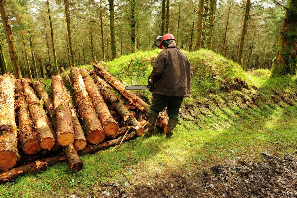The new scheme will cut out the problematic forestry licence application process for small-scale planting. Photo: Roger Jones