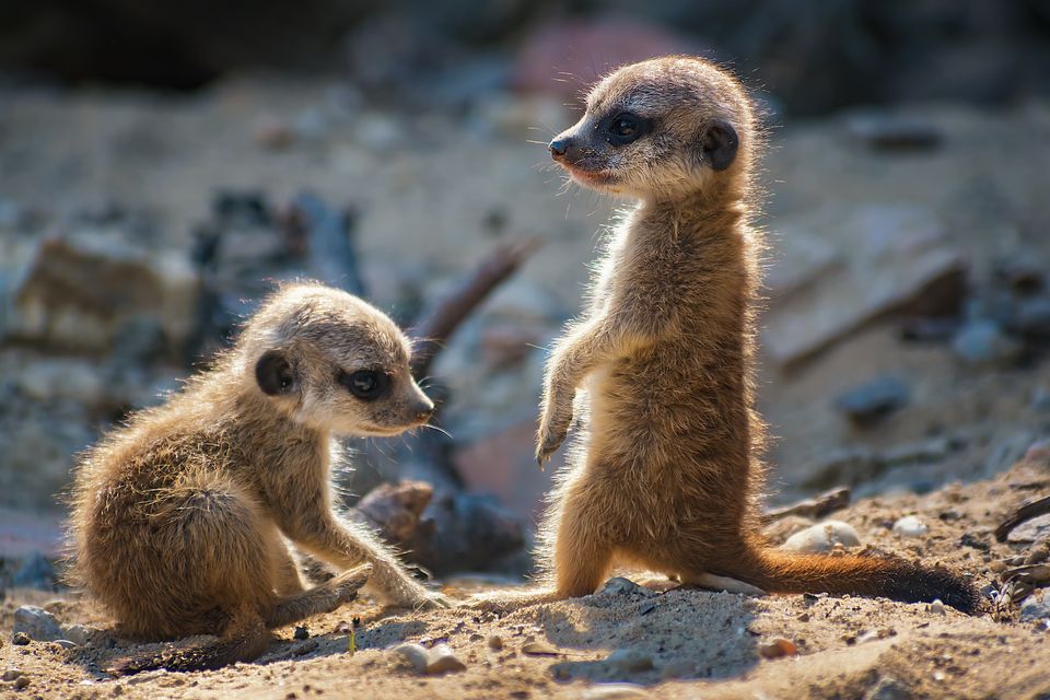 Pair of very young meerkat pups standing on the sand