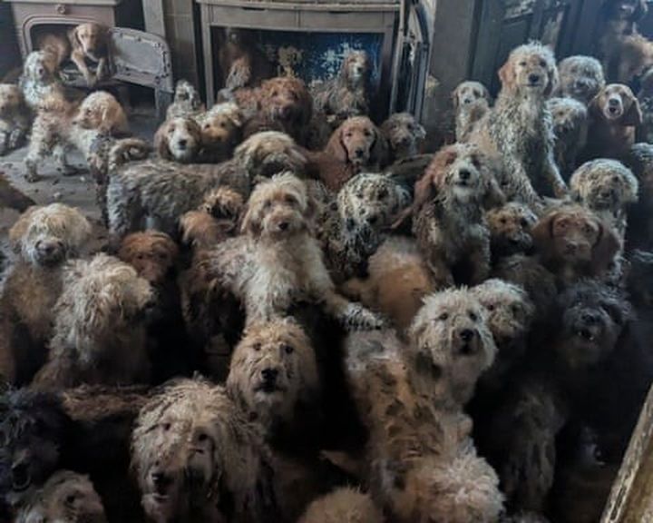 ‘This is not AI’ – animal charity forced to clarify photo is real after 250 dogs rescued from same property