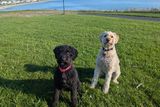 thumbnail: Maisy and Sailor (right). thumbnail: Maisy and Sailor (right).