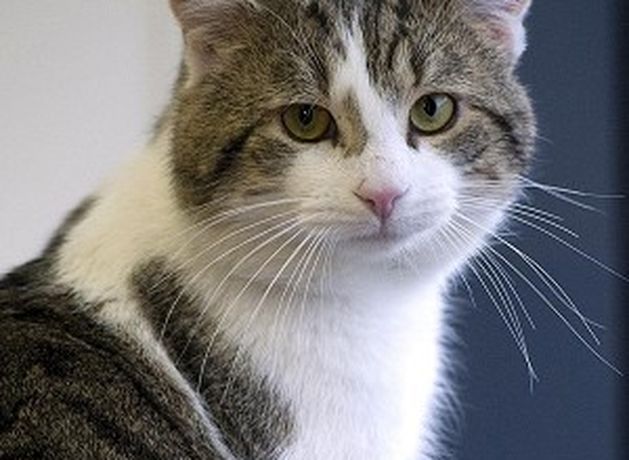 Top prize for seizure-sensing cat | Irish Independent Top prize for seizure-sensing cat