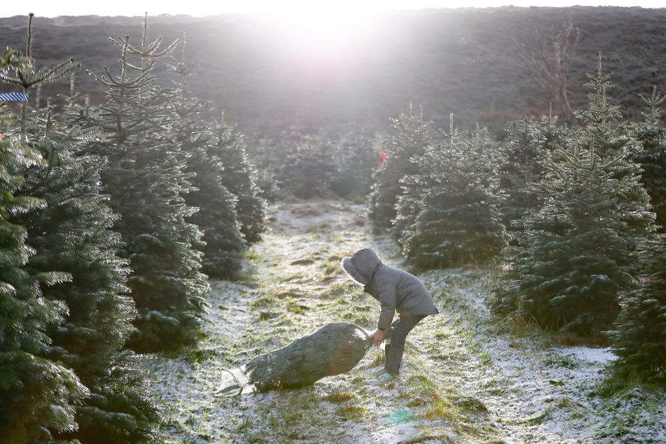 Oisín Carson (5) picks a Christmas tree at Wicklow Way farm in Roundwood