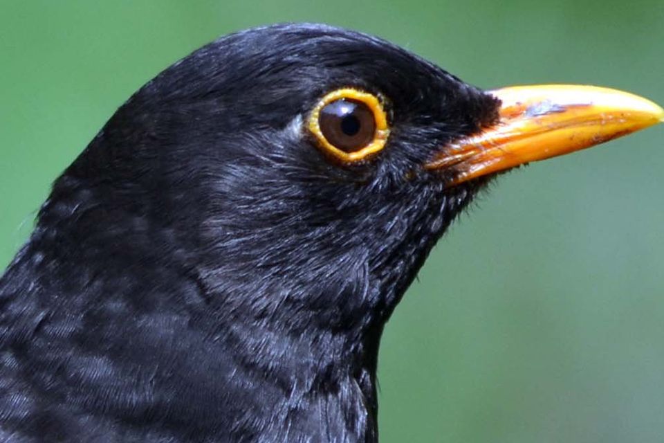 The male Blackbird has a narrow yellow eye-ring in addition to its yellow bill. Blackbirds were once eaten though their meat is said to be rather bitter