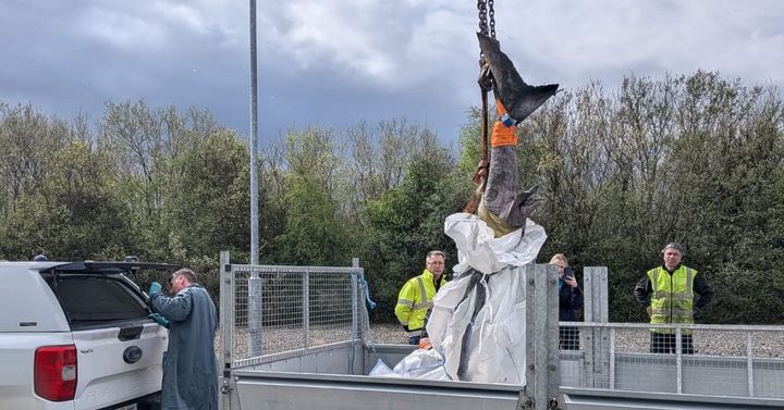 Rare shark washes up on Sligo shoreline: ‘Little is known about the elusive Greenland Shark’