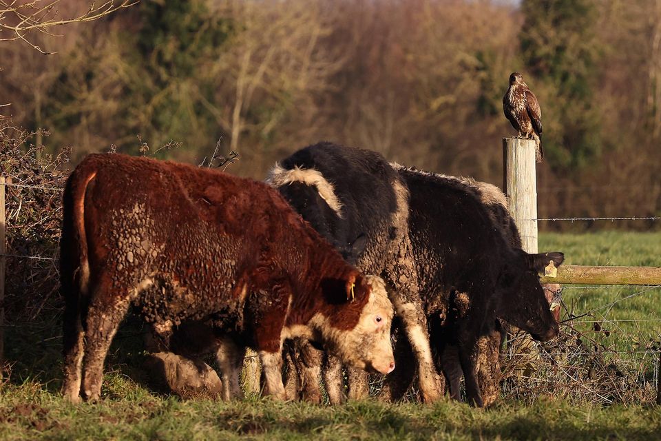 Pole position: A buzzard looks on as cattle graze on Aidan Maguire’s farm at Antylstown, Navan, Co Meath. Photo: Damien Eagers