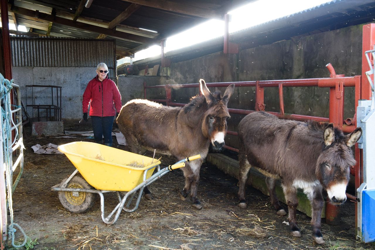 Glanbia wheelbarrow deals