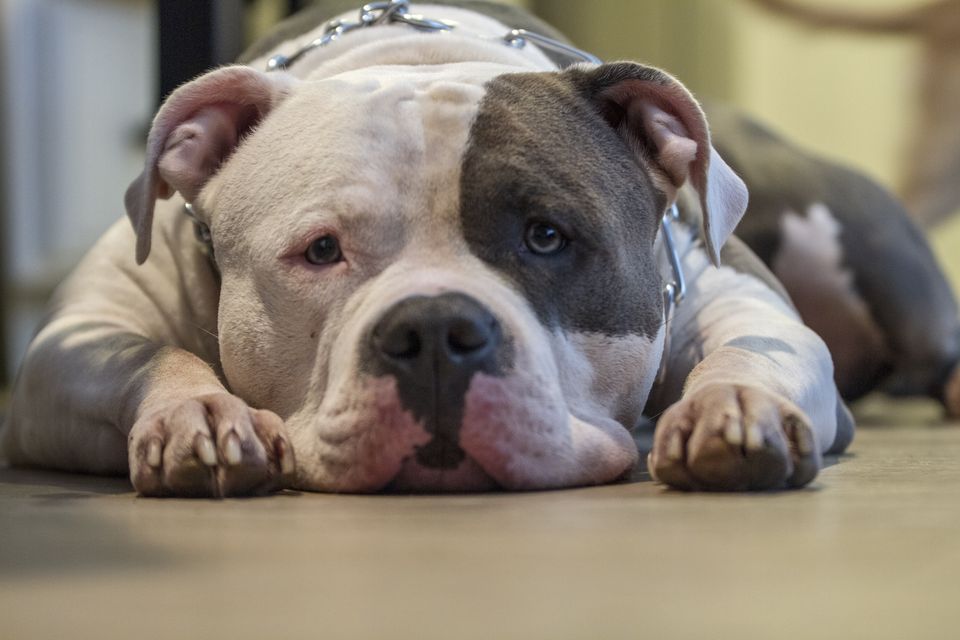 Under new legislation, vets are going to be asked to euthanize perfectly healthy and well-natured dogs, just because they fit into the XL Bully category.