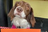 thumbnail: Drogheda Animal Rescue has been chosen among ten animal welfare charities set to receive donations of €5,000 as part of the Movement for Good Awards by Ecclesiastical Insurance and the Benefact Group.