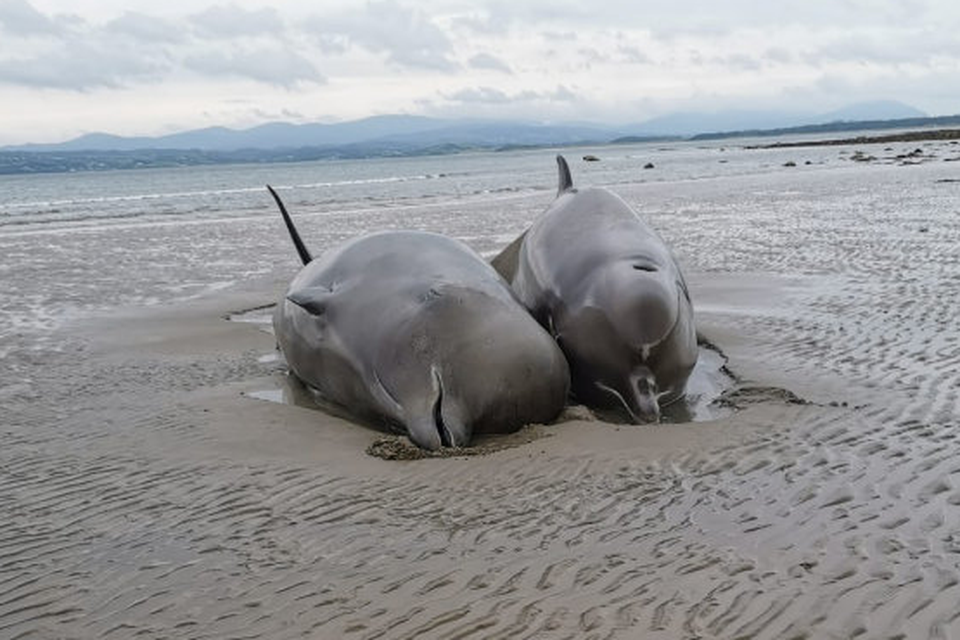 The northern bottlenose whales stranded on Rossnowlagh Beach in Donegal